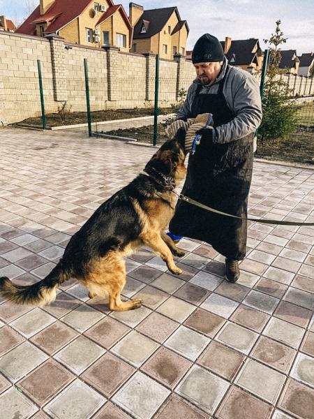 Алена:  Дрессировка собак в Самаре | Услуги кинолога