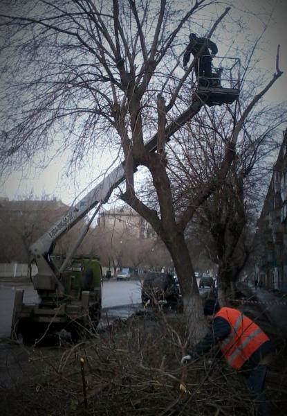 Олег :  Подрезка деревьев