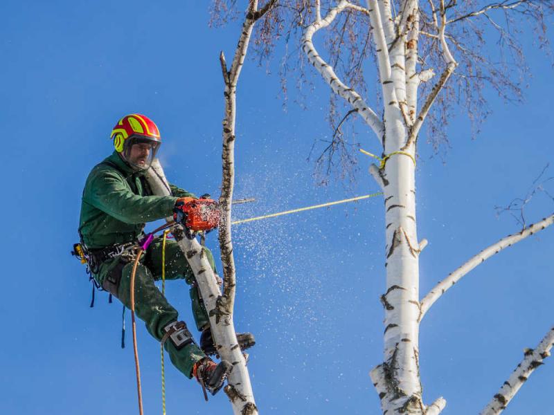 Спил аварийных деревьев