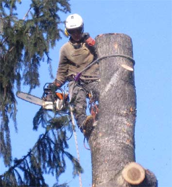 Константин:  Удаление,  спил,  обрезка кроны деревьев в Михнево
