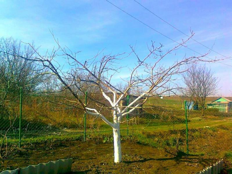 Обрезка деревьев. Спил. Закладка сада. Уход за садом 