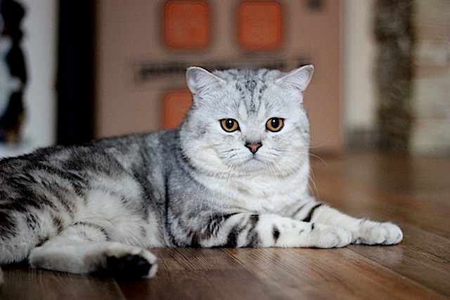 Елена Владимировна :  Шотландский мраморный котик на вязку