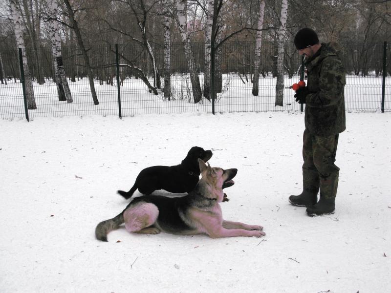 Михаил: Дрессировка собак в Екатеринбурге
