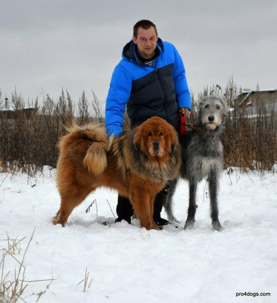 Иринa: Дрессировка собак Сергиев Посад 