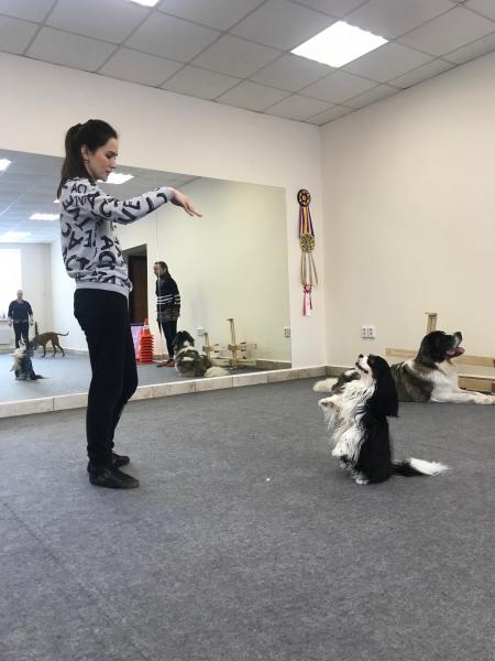 Светлана: Дрессировка собак, зал для занятий, Левый Берег