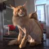 Сколько стоит подстричь кошку новосибирск