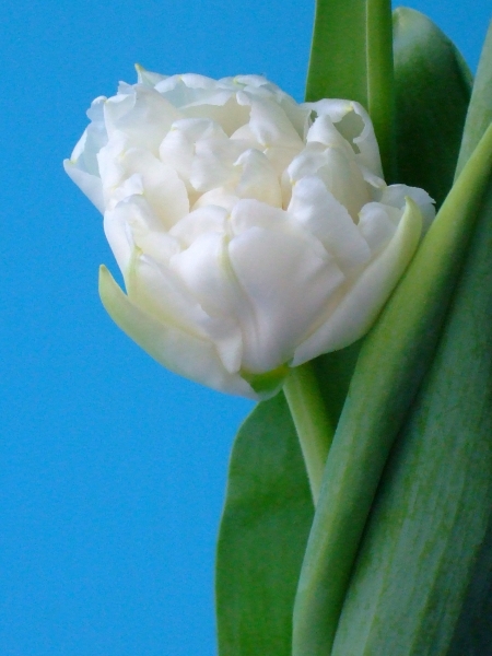 elena:  Пионовидные голландские тюльпаны Норткап