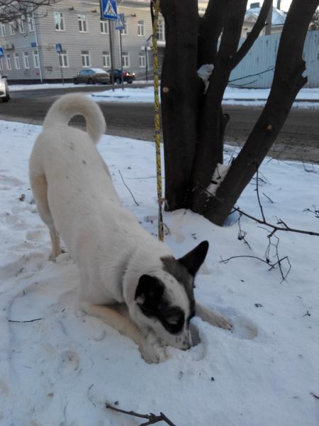 Юлия:  Выгул собак