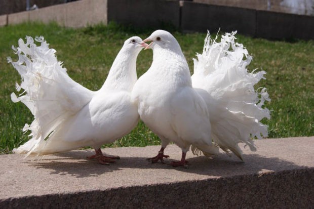 Виталий :  Прокат голубей