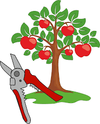 Сергей:  Профессиональная обрезка плодовых деревьев
