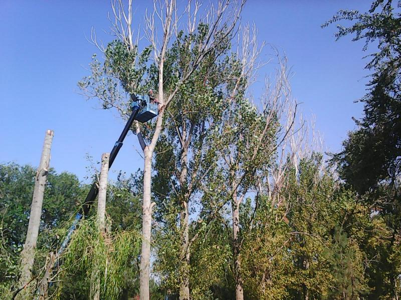 Вячеслав:  профессиональные услуги по опиловке и валке  деревьев