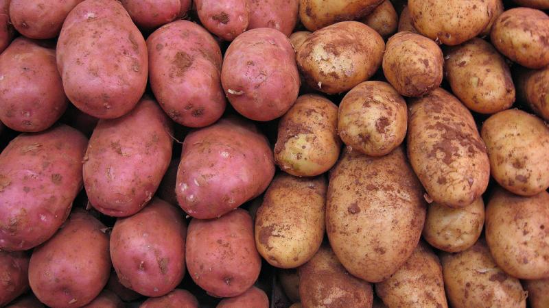 Дарья:  Продам картофель