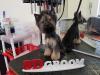 Сколько стоит подстричь когти кошке в новосибирске