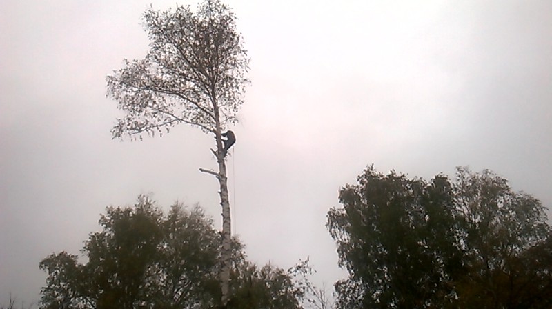 Владислав:  Спил деревьев удаление аварийных деревьев с вывозом цена за дерево