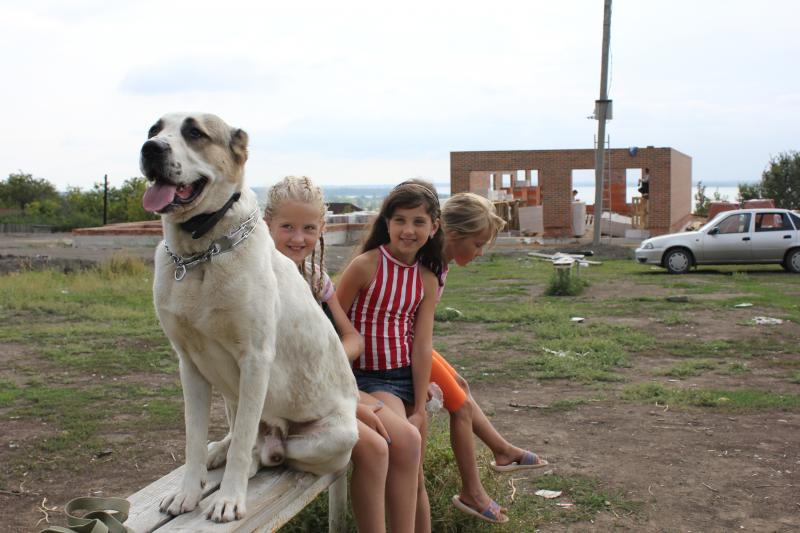 Евгений: Дрессировка собак в Саратове