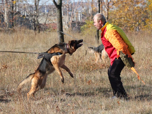 Евгений: Дрессировка собак в Саратове