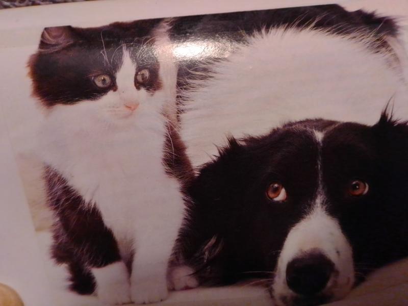 Светлана:  Передержка кошек и собак.