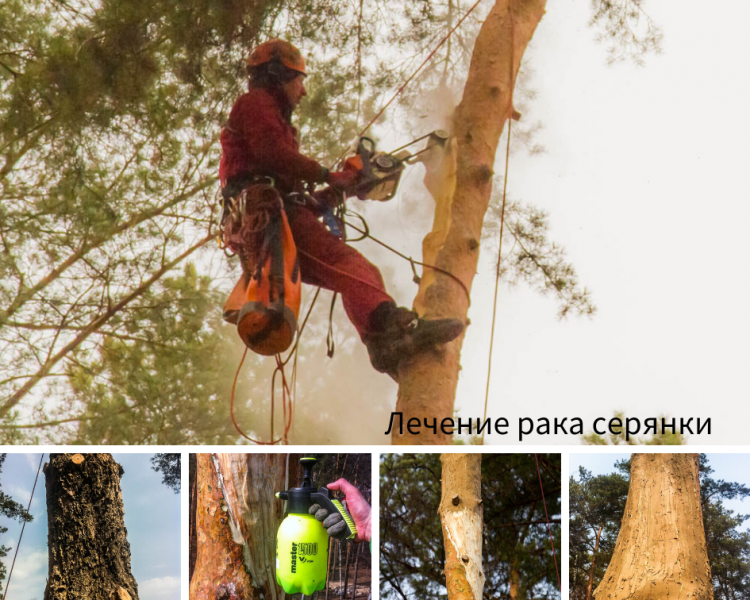 Дмитрий:  Лечение деревьев