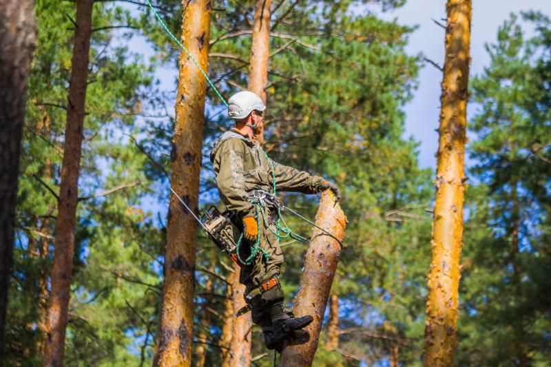 Дмитрий:  Безопасное удаление аварийных деревьев любой сложности