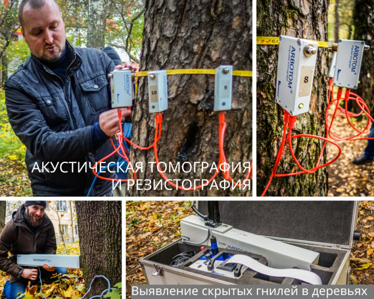 Дмитрий:  Диагностика и обследование деревьев