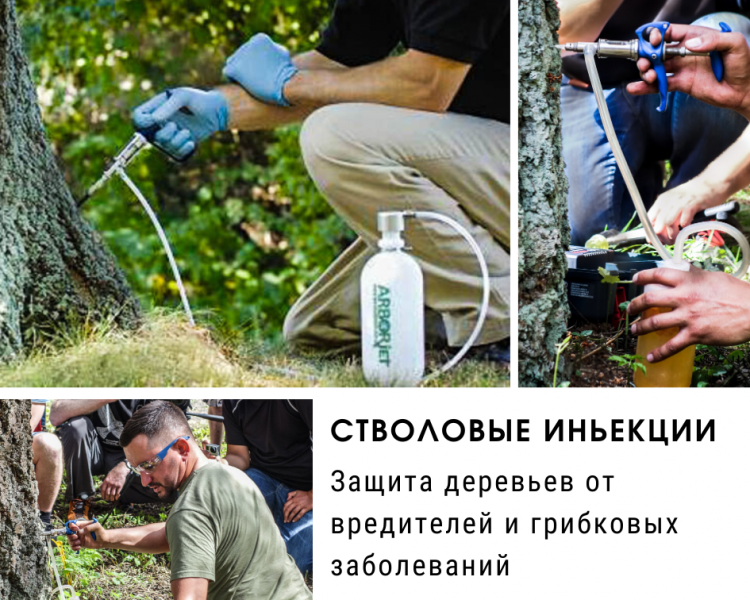 Дмитрий:  Защита деревьев от болезней и вредителей