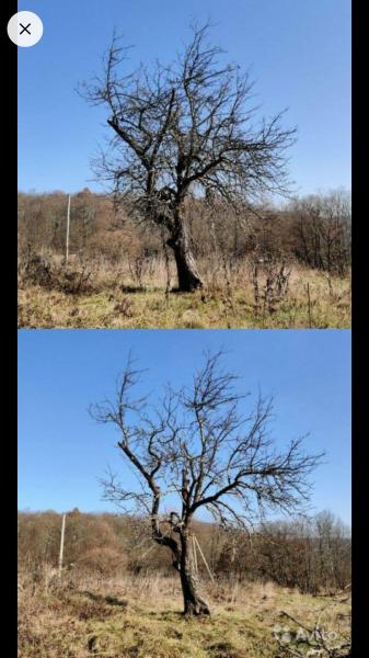 Евгений:  Сезонная обрезка плодовых деревьев, удаление аварийных