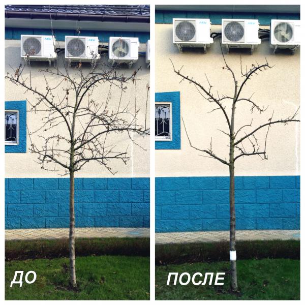 Никита Алексеевич:  Обрезка плодовых деревьев Мытищи — Королёв — Пушкино 