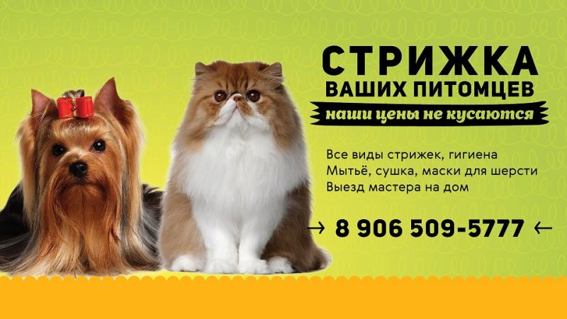 Стрижка кошек и собак на ленинградском