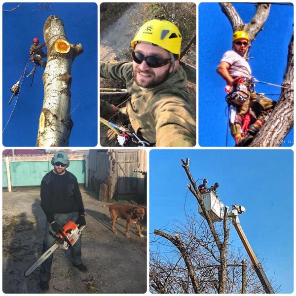 Ярослав:  Профессиональный спил деревьев и кустарников