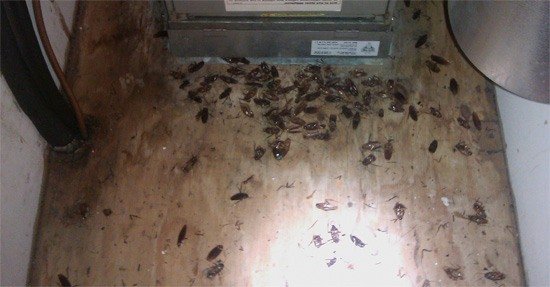 Антиклоп:  Уничтожение клопов тараканов крыс и всех видов вредителей