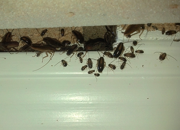 ПНТ-Уничтожение насекомых и вредите:  Обработка от клопов тараканов и всех видов вредителей