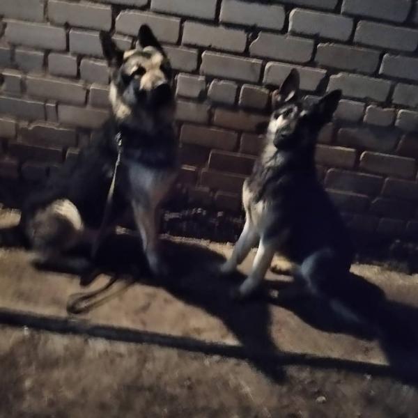 Алмаз Шарафутдинов:  Дрессировка собак в Чистополе