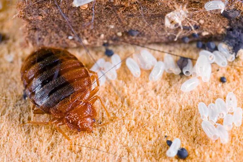 ПНТ-Уничтожение насекомых и вредите:  Обработка от клопов тараканов и всех видов вредителей