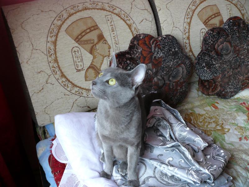 павел:  русский голубой кот