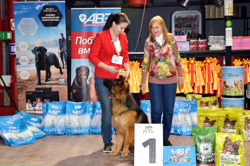 Galina: Дрессировка собак, подготовка и показ на выставках собак