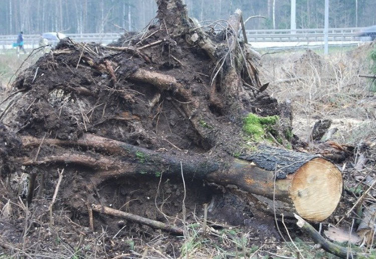 Руслан :  Дренаж участка, спил деревьев 