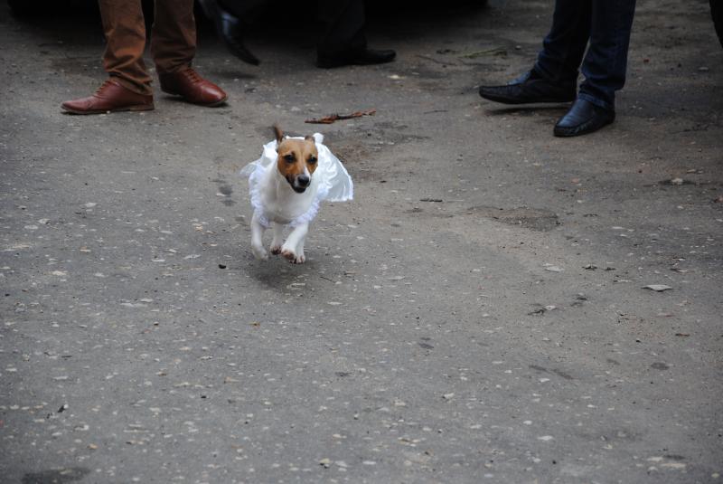 Софья:  Помощь по уходу за животным, выгул собак