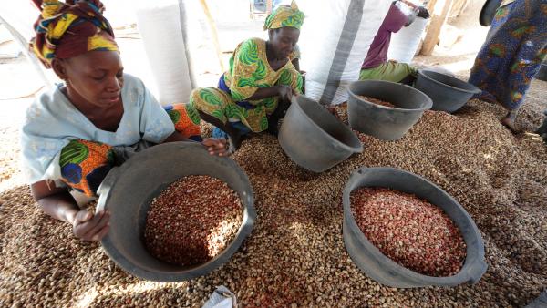 Hangheu Mandela Fabrice:  Продаю какао, ахарис, кукурузу и другие продукты из Африки