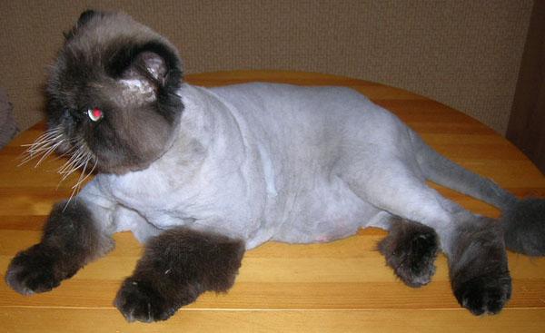 Подстричь кота в чернигове