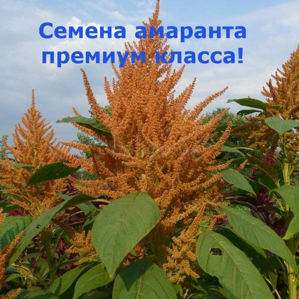 Дмитрий:  Семена амаранта ПРЕМИУМ класса