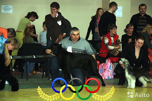 Альберт Арутюнов:  Профессиональная дрессировка Вашей собаки