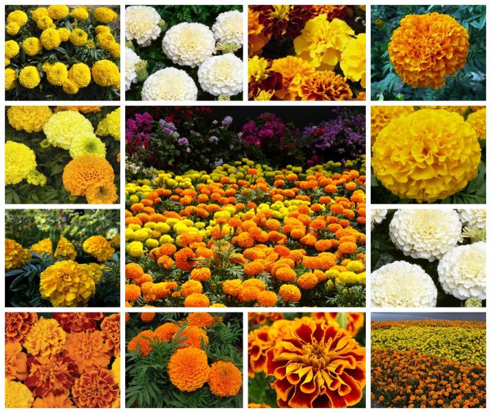 floriststav:  ✅ Профессиональная рассада цветов от производителя.