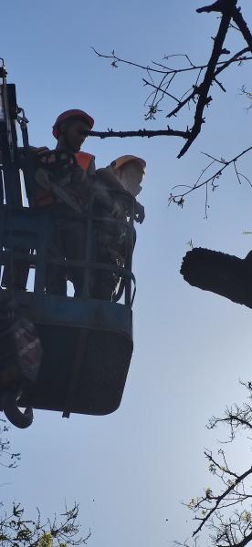 Владимир:  Спил деревьев в Новочеркасске 
