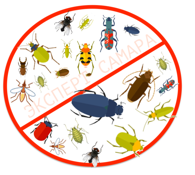 Эксперт:  Комплексное уничтожение насекомых на участке-250 р/сотка