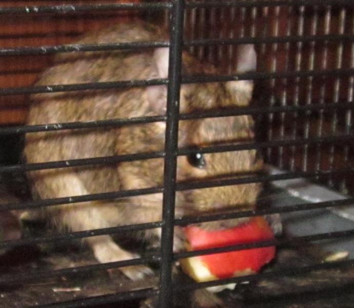 Елена:  Передержка животных в клетках в Костино летом