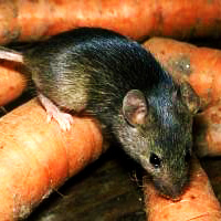 Зеленый щит:  Уничтожение мышей, крыс в квартире, частном доме