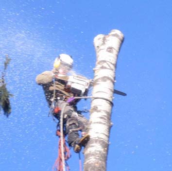 Константин:  Удаление, обрезка - кронирование деревьев в Кубинке
