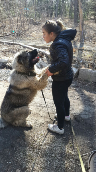 Валерия:  Выгул собак и других животных