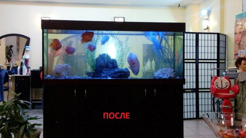 Евгений Кабыкин:  Чистка, комплексное обслуживание пресноводных аквариумов в Тюмени