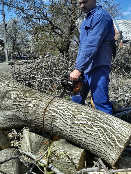 Марафон:  Спил, валка деревьев любой сложности в Таганроге.